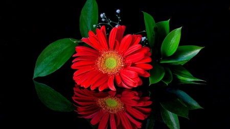 GERBERA - leaves, petals, nature, colors