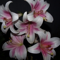 LILLIES