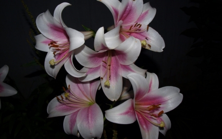 LILLIES - flowers, petals, nature, colors