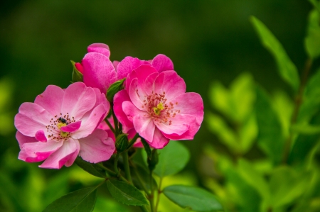 FLOWERS - leaves, petals, nature, colors