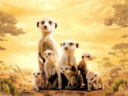 Meerkats - animal, family, meerkat, cute, africa