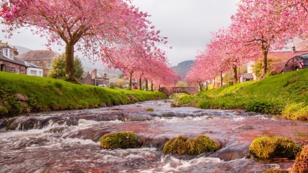 River - nature, tree, pink, river