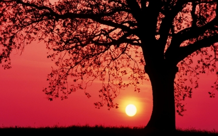 Beautiful Sunset - nature, sunset, oak tree, spring