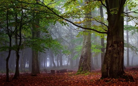 Forest - nature, trees, forest, landscape, leaves