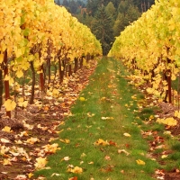 Autumn Vineyard