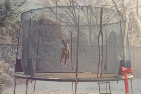 John Lewis add 2016 - christmas add, bull dog, john lewis, buster