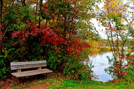 Autumn By The Lake - Autumn, trees, water, Fall, bench, lake, leaves