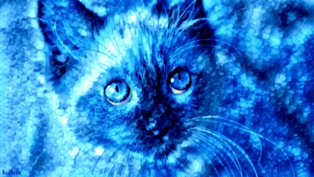 Blue Kitty ♥