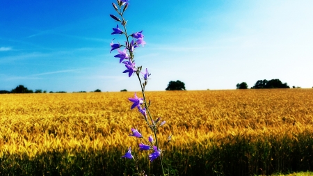 Violet Flower - sky, blue, field, sunny, violet, flower