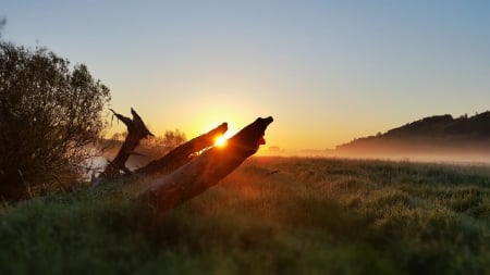 Foggy Morning - fog, wood, mist, sunrise, grass, sun