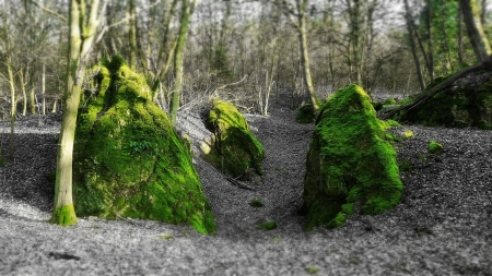 Green Rocks - moos, november, autumn, forest, rocks