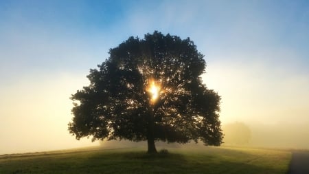 Misty Oak - fog, mist, Sunrise, tree, oak