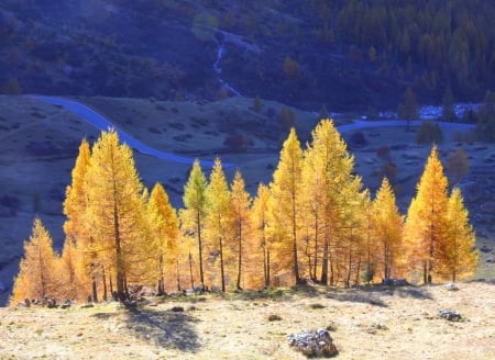 Autumn in light - trees, yellow, beautiful, splendor, landscape, outdoor, tree, master, colorful, autumn, color, peaceful