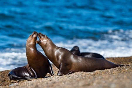 Seal - sea, animal, ocean, Seal