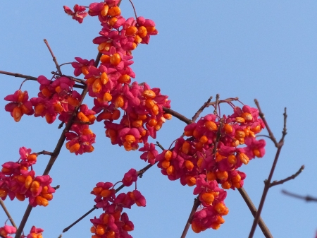 Red Flowers - flowers, branch, blue, red, sky