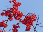 Red Flowers