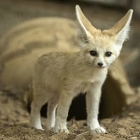 Seven week-old fenec fox in a zoo