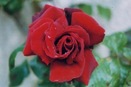 Beautiful Red Rose - nature, macro, red, petals, rose, flower