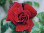 Beautiful Red Rose