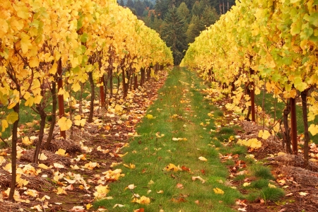 Autumn in Vinyard - leaves, hill, plants, colors