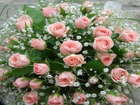 Roses - roses, flowers, bunch, pink