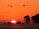 birds in a sunset