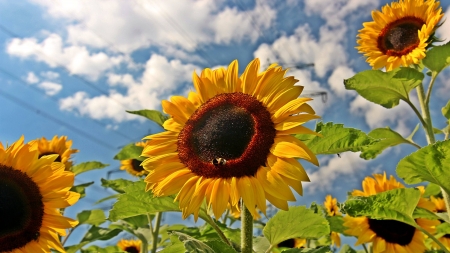 sunflowers - fun, sunflowers, nature, cool