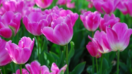 tulips - tulips, cool, flowers, fun, nature