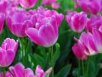 tulips