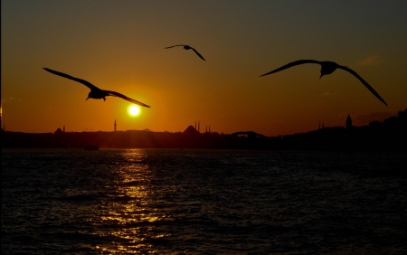 flying in the sunset - bird, fun, sunset, nature, ocean, cool