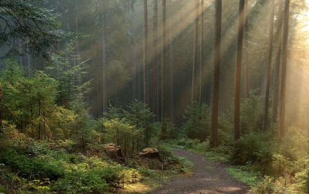 forest sunlight - sunlight, fun, trees, nature, forest, cool