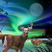 Deer Under a Beautiful Sky