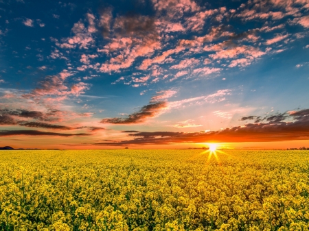 Sunset over the Rapeseed Field - sky, clouds, rays, field, yellow, sunset, nature, rapeseed