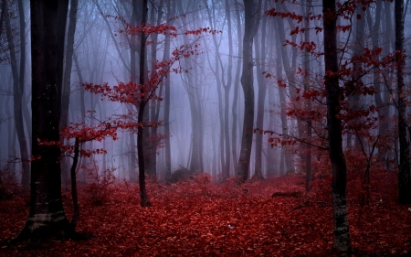 Red Autumn Foliage in Foggy Forest - nature, autumn, red, foggy, forest, foliage