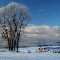 Trees by the Sea in Winter