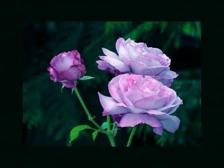 Trio - three, pink, black, flowers, blue