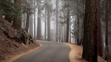 Forest - nature, landscape, trees, forest, leaves, road