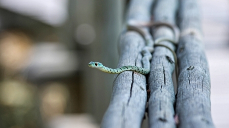 Snake - nature, macro, snake, photography, animal, reptile