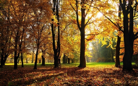 Forest - nature, landscape, trees, forest, leaves, road