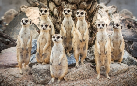 Meerkat - stone, animal, nature, Meerkat