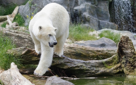 Polar Bear - animal, bear, polar, snow