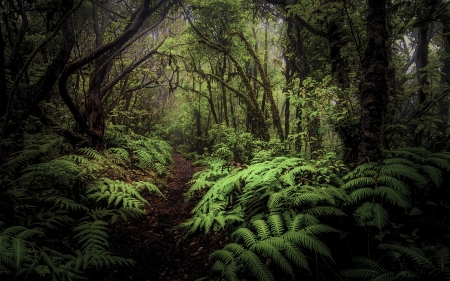 Jungle - stone, wood, Jungle, forest, sand, tree, nature, dirt, leaf