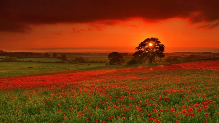 Autumn Sunset - flowers, clouds, trees, sunset, nature, autumn, field