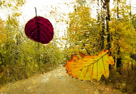 Red Yellow Leaves - trees, yellow, road, wet, leaves, nature, autumn, red, rain