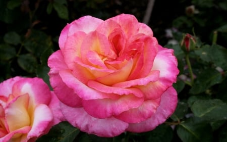 Pink Roses - flowers, roses, nature, macro, petals, pink