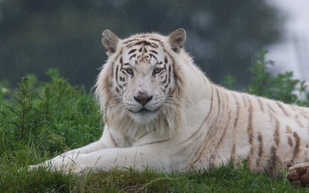 Tiger - animal, white, paw, tiger