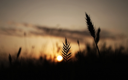 Sunset - nature, sky, sun, sunset, grass