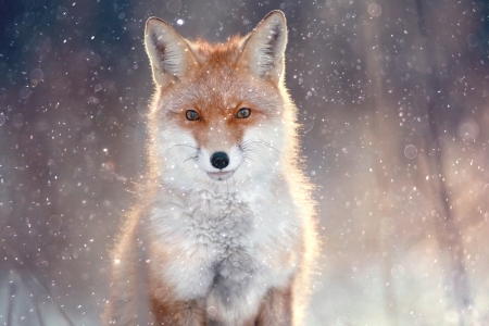 Fox - animal, winter, vulpe, snow, fox