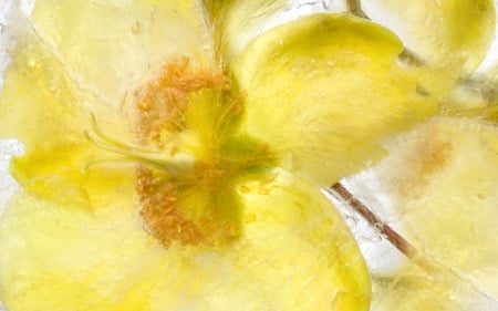 Flower - flower, yellow, texture, water