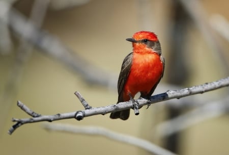 Bird - bird, branch, red, psare